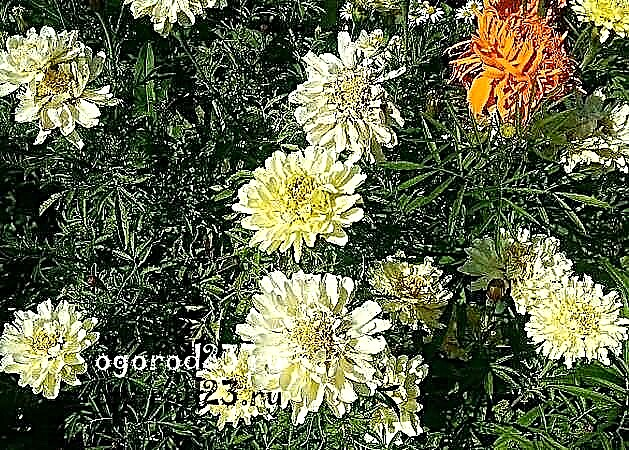 Marigold - kasvaa siemenistä, milloin istuttaa, miten hoitaa?