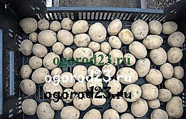 Засаждане на картофи - обработка на грудки, горната дресировка, как се отразява на добива