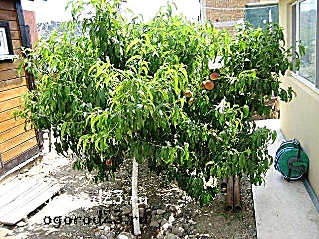 Pruning peach in the summer, whether it should be done and how