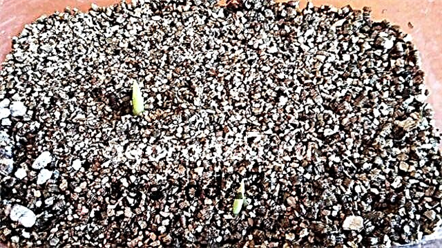 Vermiculita e perlita para plantas - como usar corretamente?