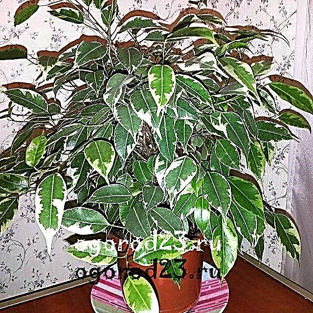 Ficus, home care and growing tips