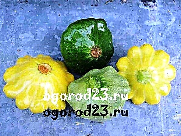 Growing zucchini and squash in the open ground - choosing a place, grade, care