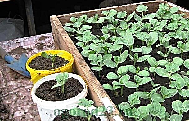 What soil for seedlings to buy and not to make a mistake when choosing