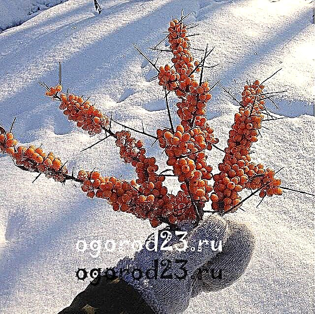 Sea buckthorn - useful properties and contraindications for the body