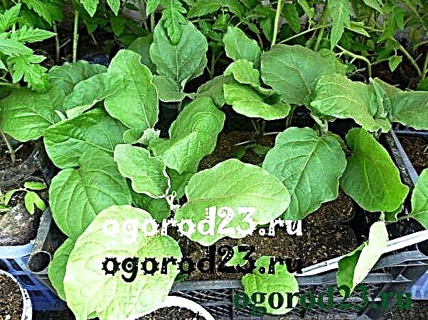 When to plant eggplant for seedlings in 2019 according to the lunar calendar, how to care when to plant in open ground