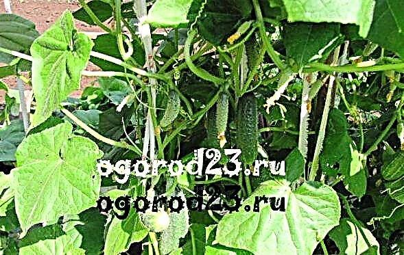 Pickling cucumbers - which varieties or hybrids to plant and how to grow them