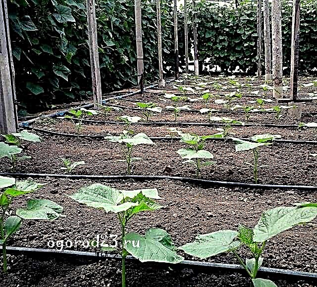 When to plant cucumbers a second time in the summer - practical experience