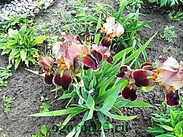Iris - plantning og pleje i det åbne jord, transplantation