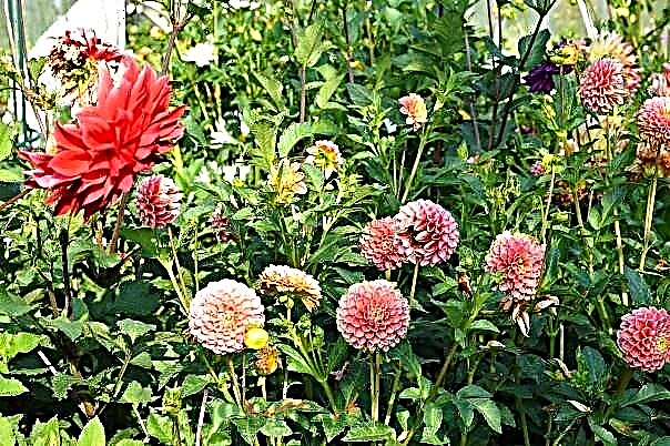 When to dig dahlias in the garden, how to store them