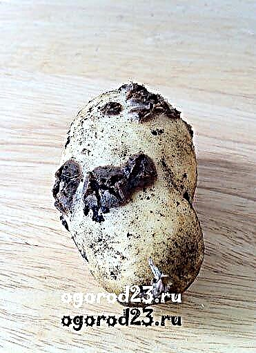 Fitoftora, poznopolti krompir, kako se spoprijeti z nevarno boleznijo