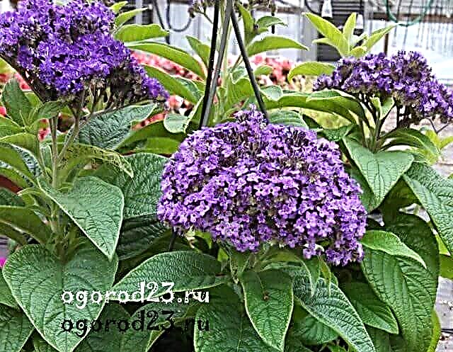 Heliotrope: planting and care, photo plants in the garden