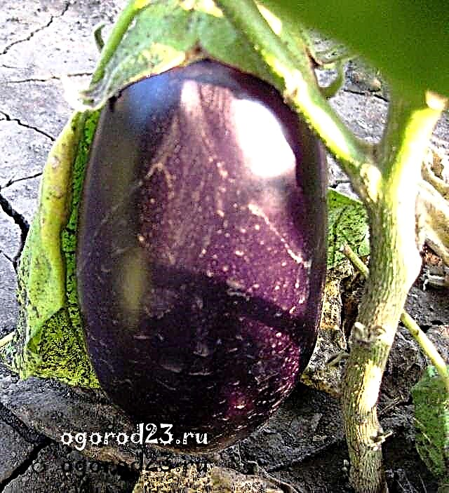 Eggplant: Health Benefits