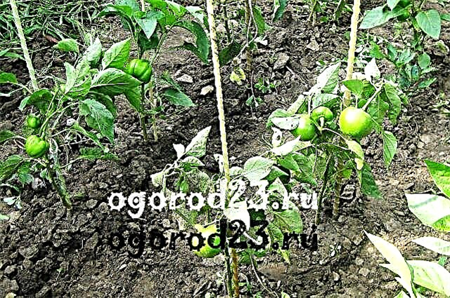 Gogoshary pepper - what is how to grow?