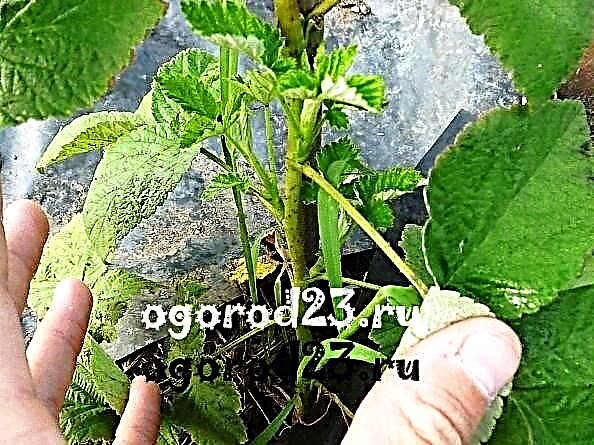 Raspberry tree, planting and care, cultivation of standard varieties