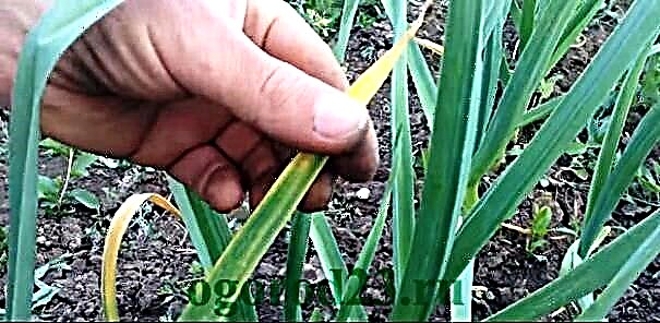 Diseases of the garlic and the fight against them, photo, description