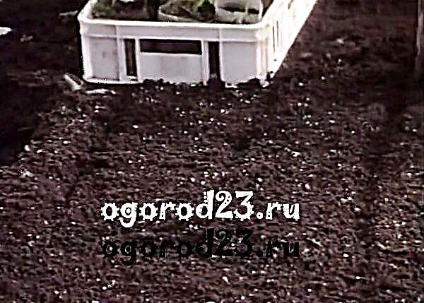 Pimienta, plantando plántulas en un invernadero - guía paso a paso