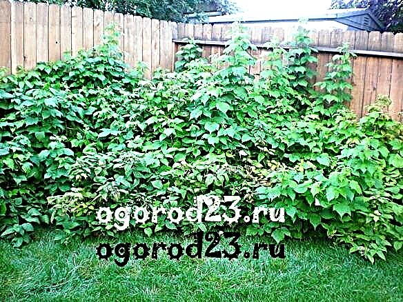 Berry bushes: black and red currants, raspberries, gooseberries in a garden in the Kuban
