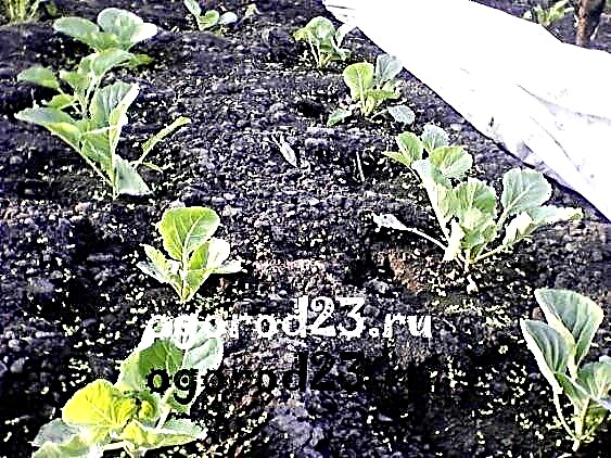 زراعة الملفوف الأبيض في الأرض المفتوحة - أصناف ، شتلات ، تضميد أعلى ، مكافحة الآفات
