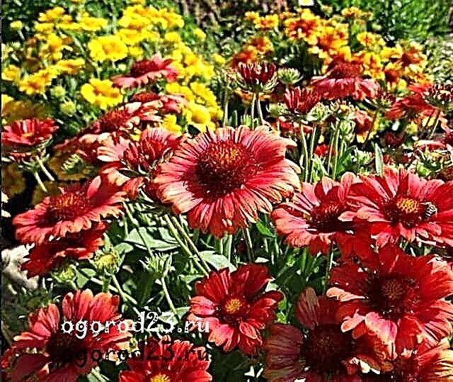 Gailardia perennial sunny flower - planting and care, cultivation, photo