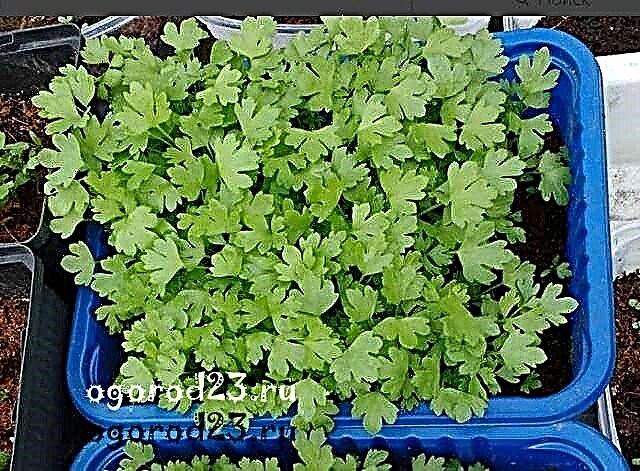 Root celery, cultivation and care in the open ground