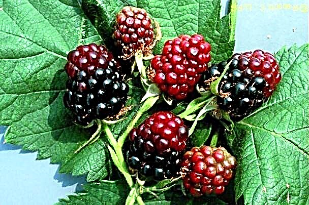 Blackberry pests and controlling them in the garden