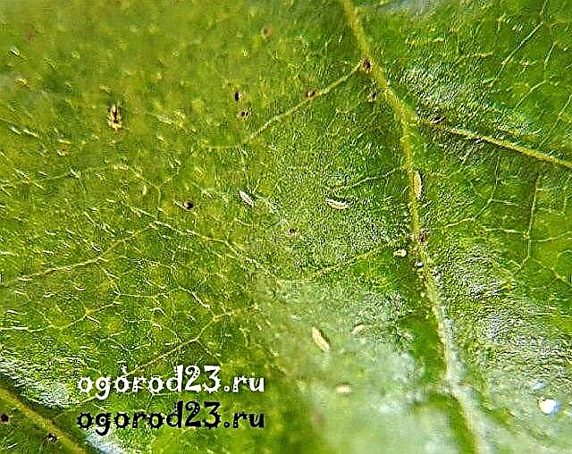 Plant pests - thrips, photos and control